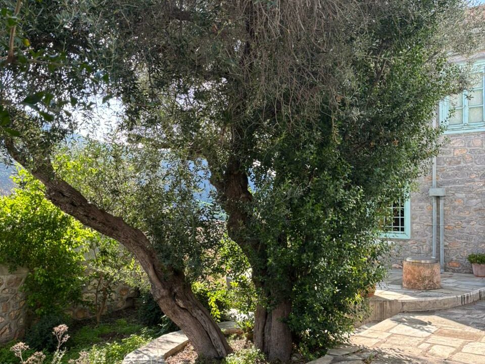 CharmingStoneHouseHydra (3)